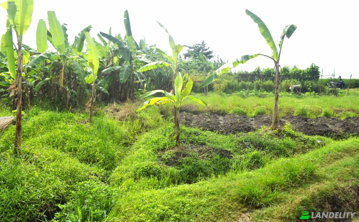 Land Lot for Sale Jalan Tanpa Nama, Sudimara, Tabanan Regency, Bali, Indonesia, Kec Tabanan, Kabupaten Tabanan. Photo 15