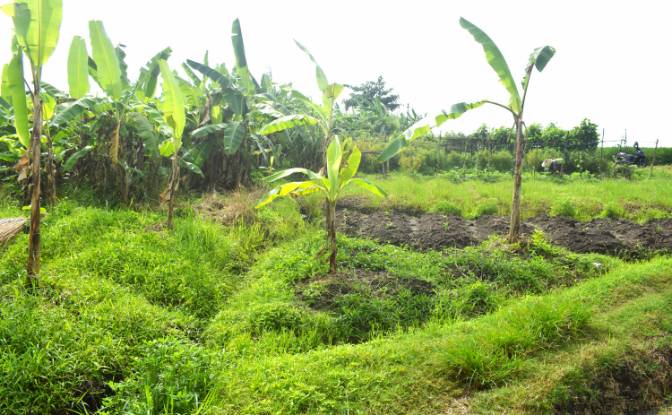 Land Lot for Sale Jalan Tanpa Nama, Sudimara. Photo#15 Land Lot for Sale Jalan Tanpa Nama, Sudimara. Photo#15