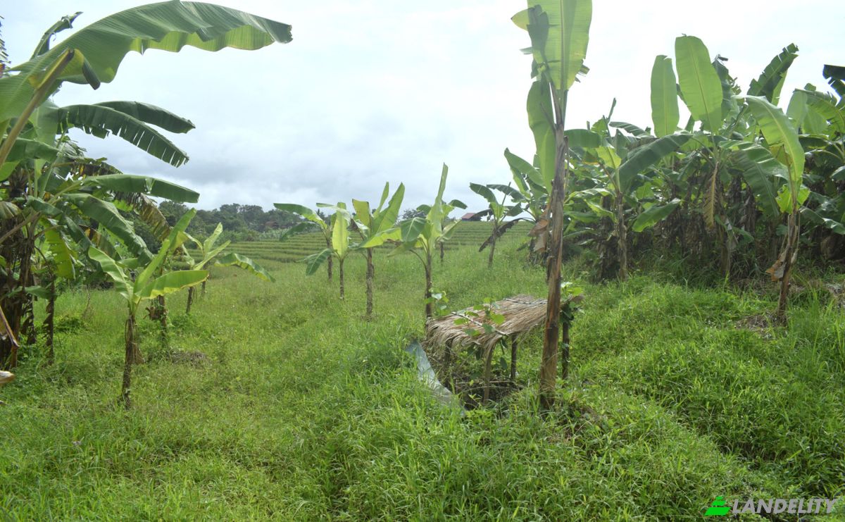 Land Lot for Sale Jalan Tanpa Nama, Sudimara, Tabanan Regency, Bali, Indonesia, Kec Tabanan, Kabupaten Tabanan. Photo 16