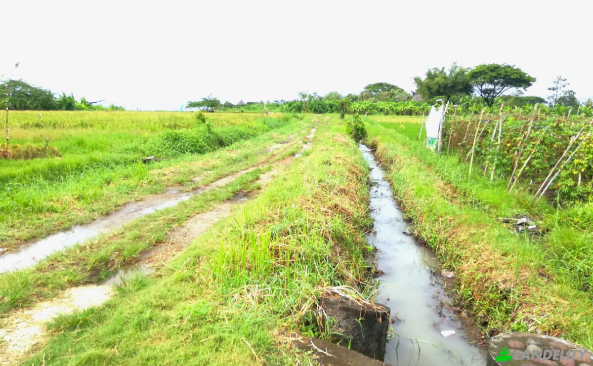 Land Lot for Sale Jalan Tanpa Nama, Sudimara, Tabanan Regency, Bali, Indonesia, Kec Tabanan, Kabupaten Tabanan. Photo 17