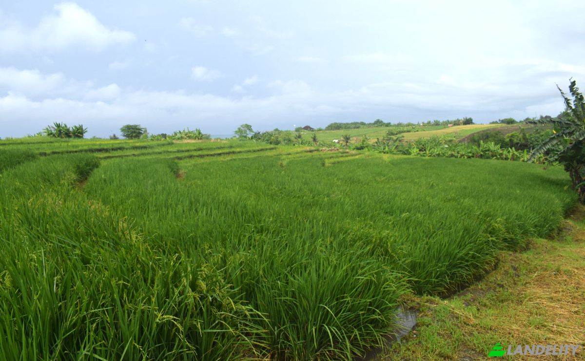 Land Lot for Sale Jalan Tanpa Nama, Sudimara, Tabanan Regency, Bali, Indonesia, Kec Tabanan, Kabupaten Tabanan. Photo 3