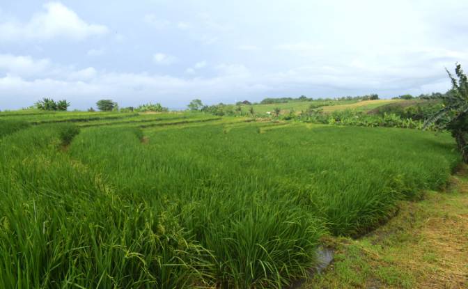 Land Lot for Sale Jalan Tanpa Nama, Sudimara. Photo#3 Land Lot for Sale Jalan Tanpa Nama, Sudimara. Photo#3