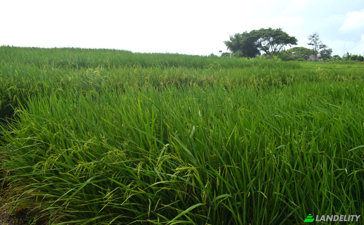 Land Lot for Sale Jalan Tanpa Nama, Sudimara, Tabanan Regency, Bali, Indonesia, Kec Tabanan, Kabupaten Tabanan. Photo 4