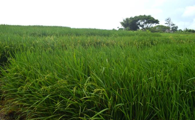 Land Lot for Sale Jalan Tanpa Nama, Sudimara. Photo#4 Land Lot for Sale Jalan Tanpa Nama, Sudimara. Photo#4