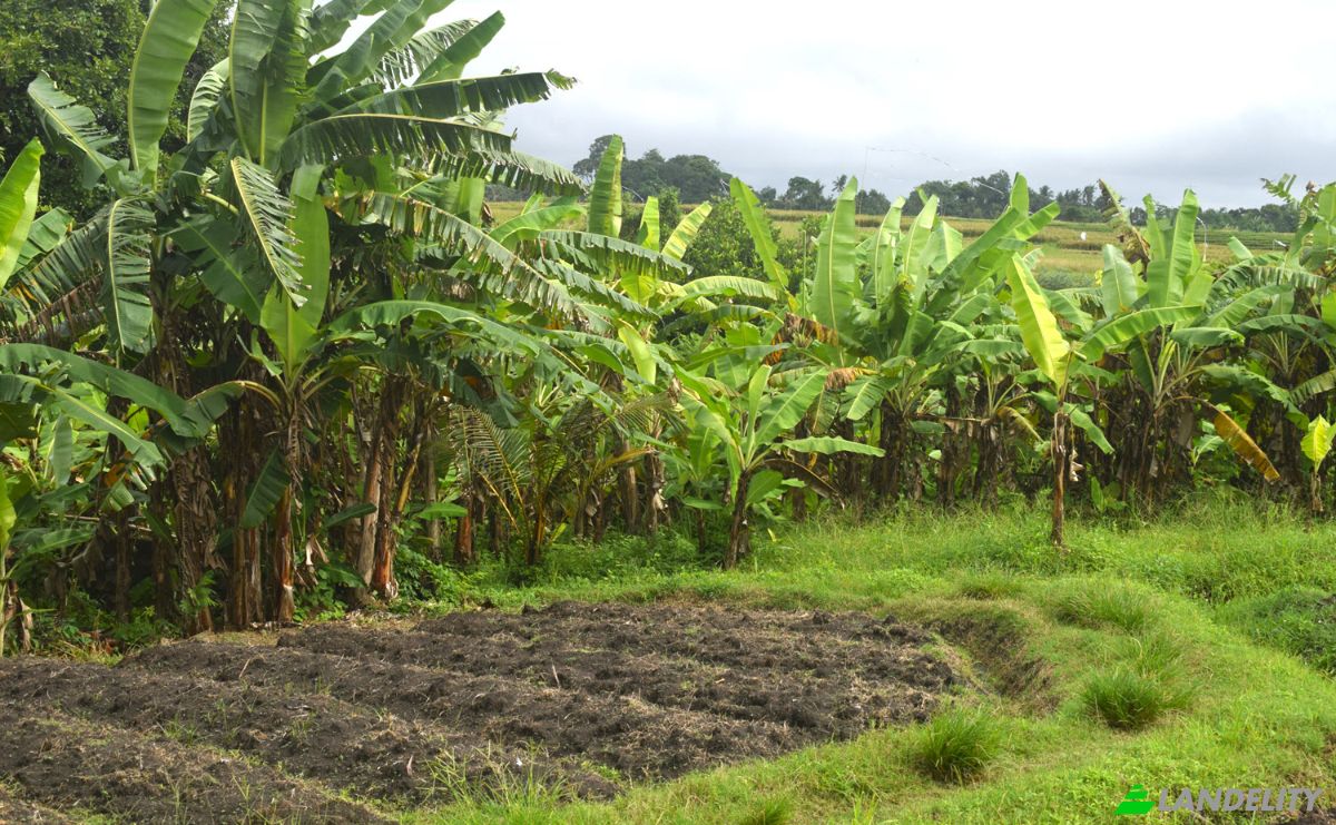 Land Lot for Sale Jalan Tanpa Nama, Sudimara, Tabanan Regency, Bali, Indonesia, Kec Tabanan, Kabupaten Tabanan. Photo 5