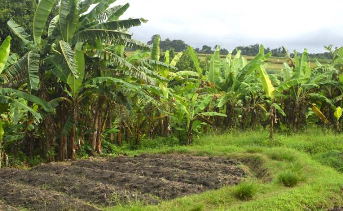 Land Lot for Sale Jalan Tanpa Nama, Sudimara. Photo#5 Land Lot for Sale Jalan Tanpa Nama, Sudimara. Photo#5