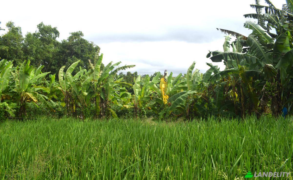 Land Lot for Sale Jalan Tanpa Nama, Sudimara, Tabanan Regency, Bali, Indonesia, Kec Tabanan, Kabupaten Tabanan. Photo 6