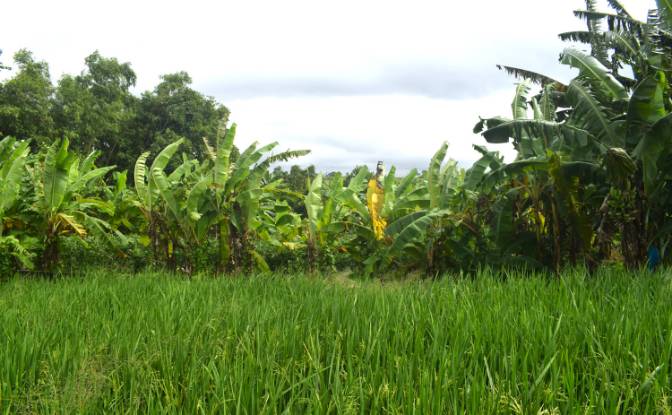 Land Lot for Sale Jalan Tanpa Nama, Sudimara. Photo#6 Land Lot for Sale Jalan Tanpa Nama, Sudimara. Photo#6