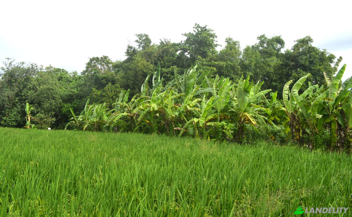 Land Lot for Sale Jalan Tanpa Nama, Sudimara, Tabanan Regency, Bali, Indonesia, Kec Tabanan, Kabupaten Tabanan. Photo 7