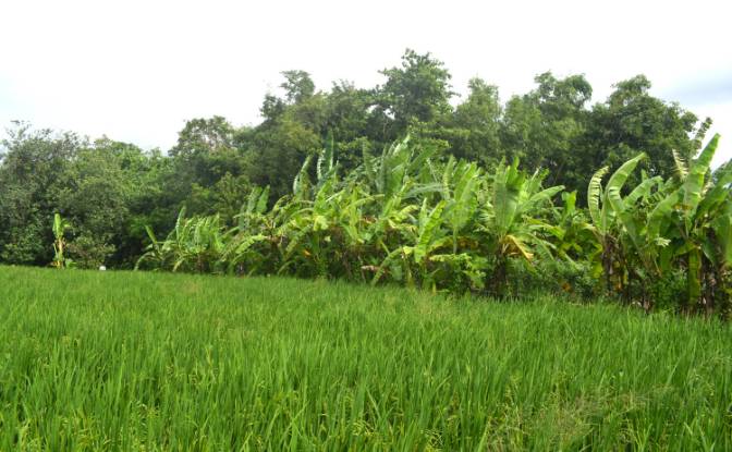 Land Lot for Sale Jalan Tanpa Nama, Sudimara. Photo#7 Land Lot for Sale Jalan Tanpa Nama, Sudimara. Photo#7
