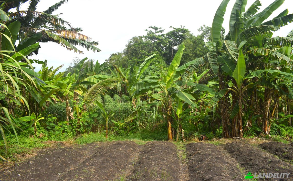 Land Lot for Sale Jalan Tanpa Nama, Sudimara, Tabanan Regency, Bali, Indonesia, Kec Tabanan, Kabupaten Tabanan. Photo 8