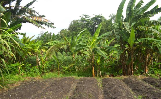 Land Lot for Sale Jalan Tanpa Nama, Sudimara. Photo#8 Land Lot for Sale Jalan Tanpa Nama, Sudimara. Photo#8
