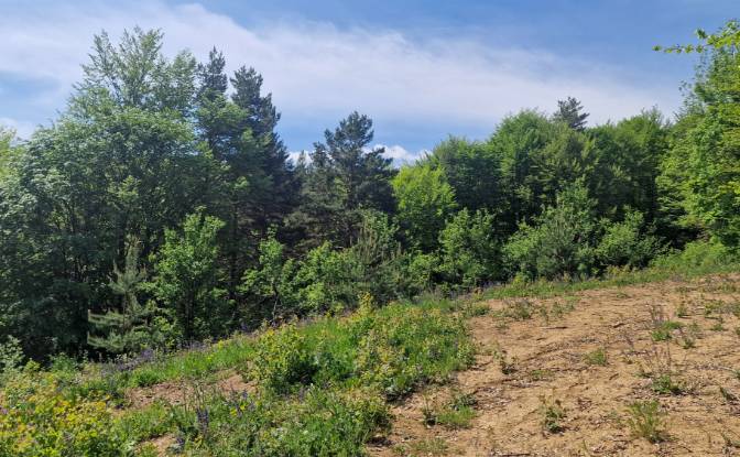 Land Lot for Sale Strada Talii 40, Gura Beliei. Photo#7