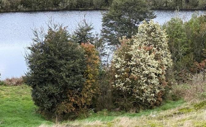 Land Lot for Sale Puerto Montt, Los Rulos. Photo#2 Land Lot for Sale Puerto Montt, Los Rulos. Photo#2