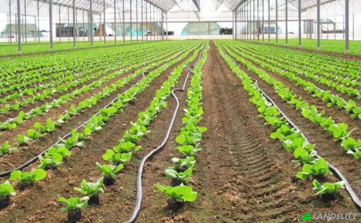 Farm/Ranch for Sale Tiszakecske, Kecskemet District, Bacs-Kiskun, Hungary, Kerekdomb u. Photo 1