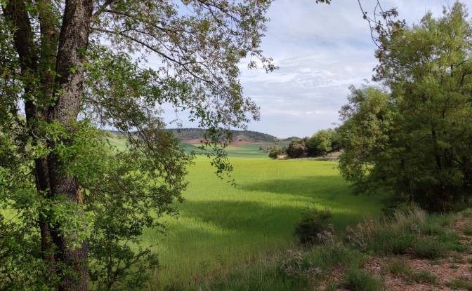 Single Family Home for Sale C San Roque, Tierzo. Photo#2