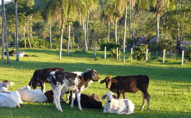 Farm/Ranch for Sale Concepcion, Novicia. Photo#5