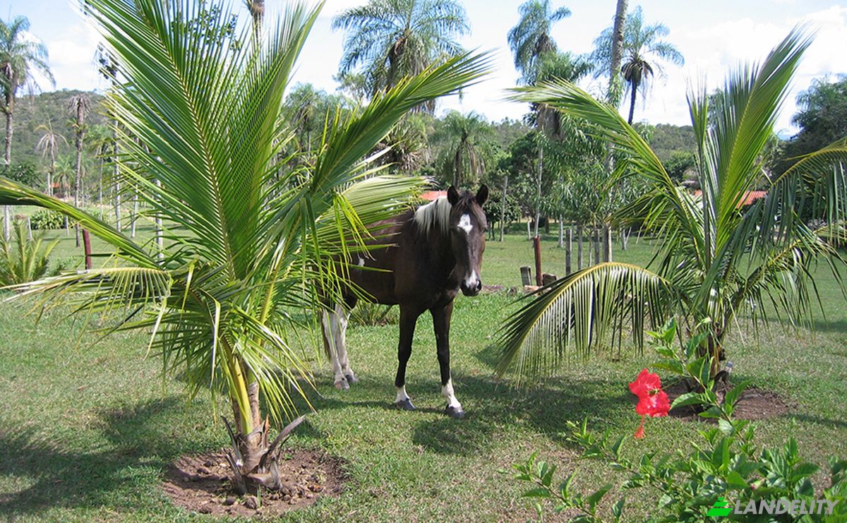 Farm/Ranch for Sale Concepcion, Novicia, Nuflo de Chavez, Santa Cruz Department, Bolivia. Photo 4