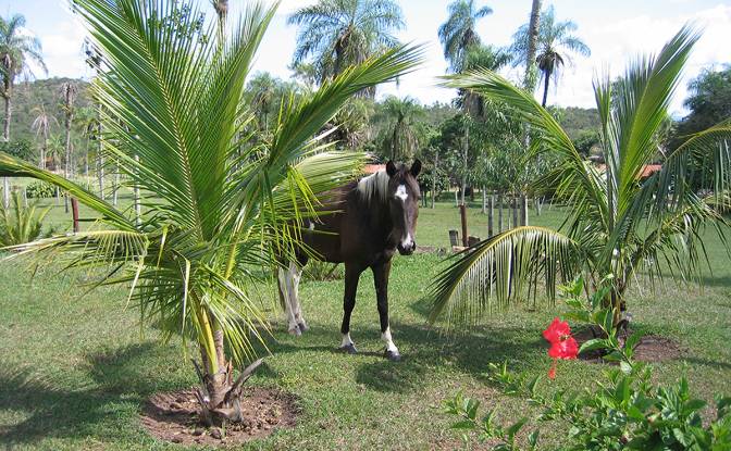 Farm/Ranch for Sale Concepcion, Novicia. Photo#4