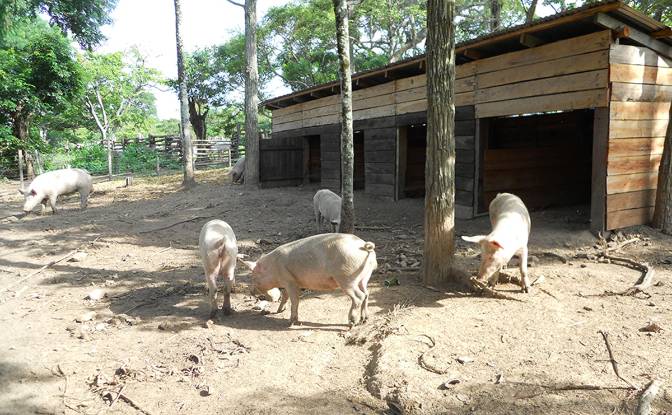 Farm/Ranch for Sale Concepcion, Novicia. Photo#15