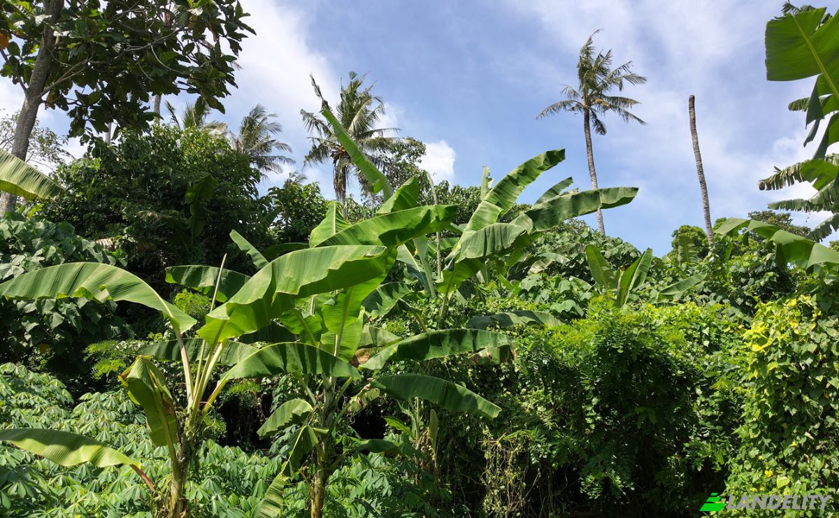Land Lot for Sale Jl Batu Tampih Kawan, Pangkung Tibah, Kec Kediri, Kabupaten Tabanan, Bali 82115, Sudimara, Tabanan Regency, Bali, Indonesia. Photo 3