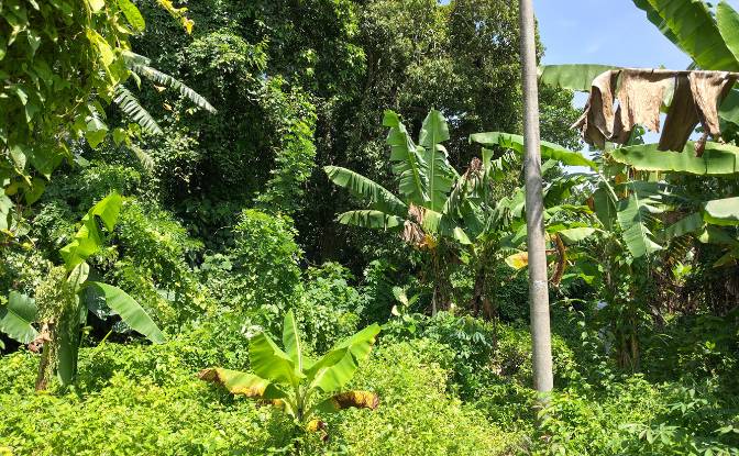 Land Lot for Sale Jl Batu Tampih Kawan. Photo#4 Land Lot for Sale Jl Batu Tampih Kawan. Photo#4