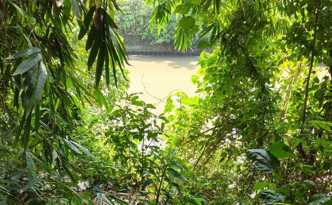 Land Lot for Sale Jl Batu Tampih Kawan. Photo#6 Land Lot for Sale Jl Batu Tampih Kawan. Photo#6
