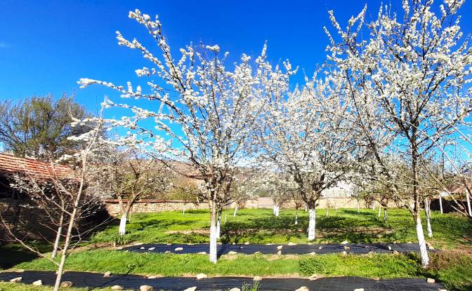 Single Family Home for Sale 5248 Mihalci, Mihalci. Photo#20