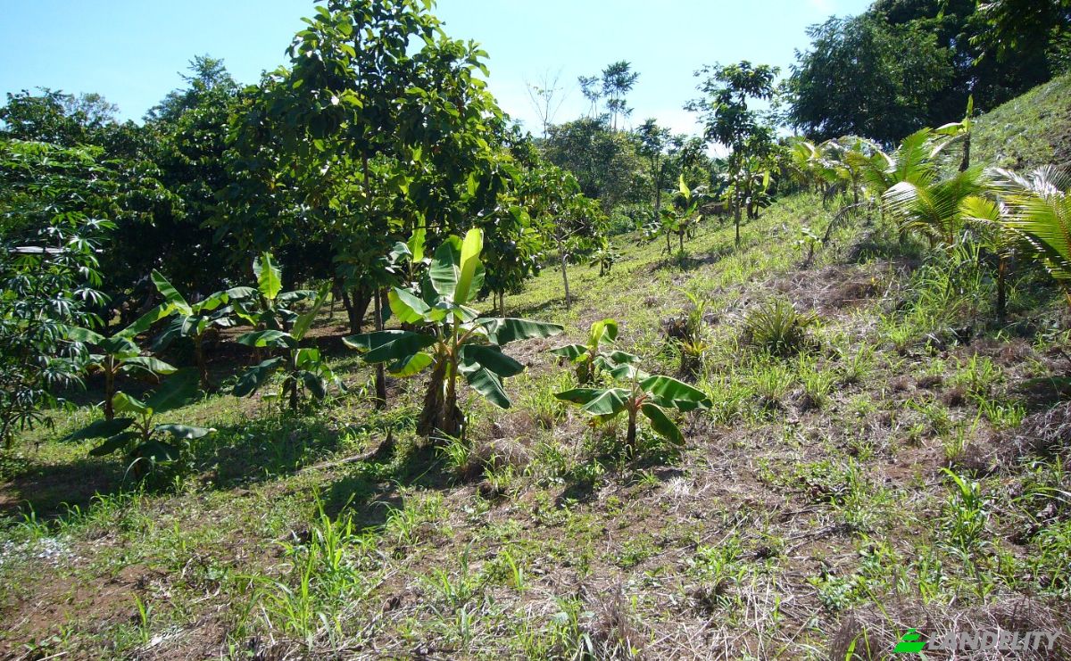 Investing/Development for Sale Puntarenas Province, Osa, Costa Rica, Playa Hermosa. Photo 11
