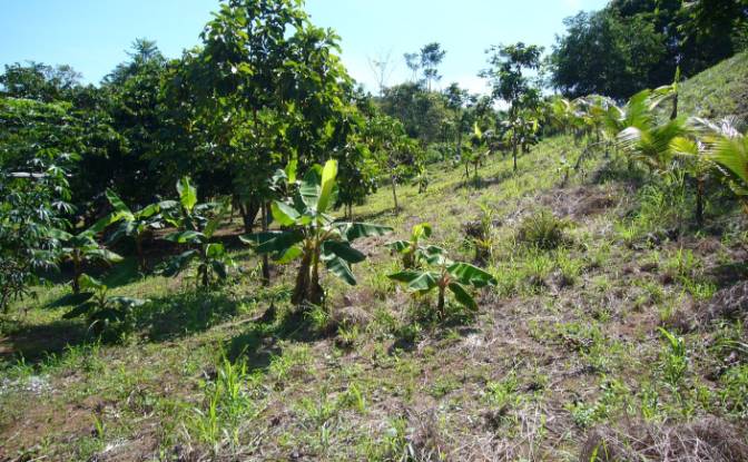Investing/Development for Sale Puntarenas Province. Photo#11