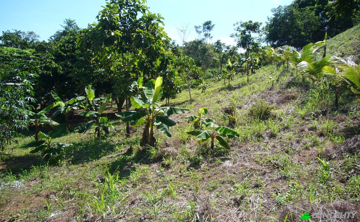 Investing/Development for Sale Puntarenas Province, Osa, Costa Rica, Playa Hermosa. Photo 9