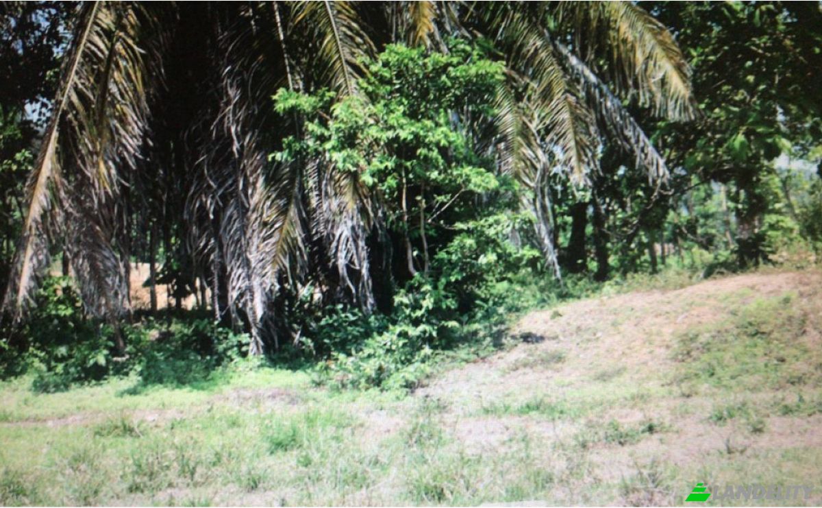 Investimento/Desenvolvimento à venda Savegre de Aguirre, Quepos, Puntarenas Province, Costa Rica, Playa Matapalo. foto 2