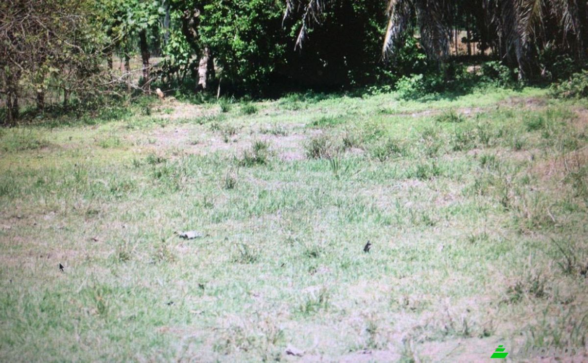 Investimento/Desenvolvimento à venda Savegre de Aguirre, Quepos, Puntarenas Province, Costa Rica, Playa Matapalo. foto 4