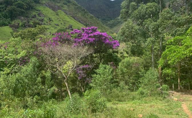 Farm/Ranch for Sale Sodrelandia, Trajano de Moraes. Photo#5 Farm/Ranch for Sale Sodrelandia, Trajano de Moraes. Photo#5