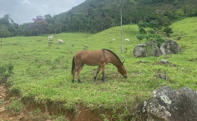 Farm/Ranch for Sale Sodrelandia, Trajano de Moraes. Photo#3 Farm/Ranch for Sale Sodrelandia, Trajano de Moraes. Photo#3