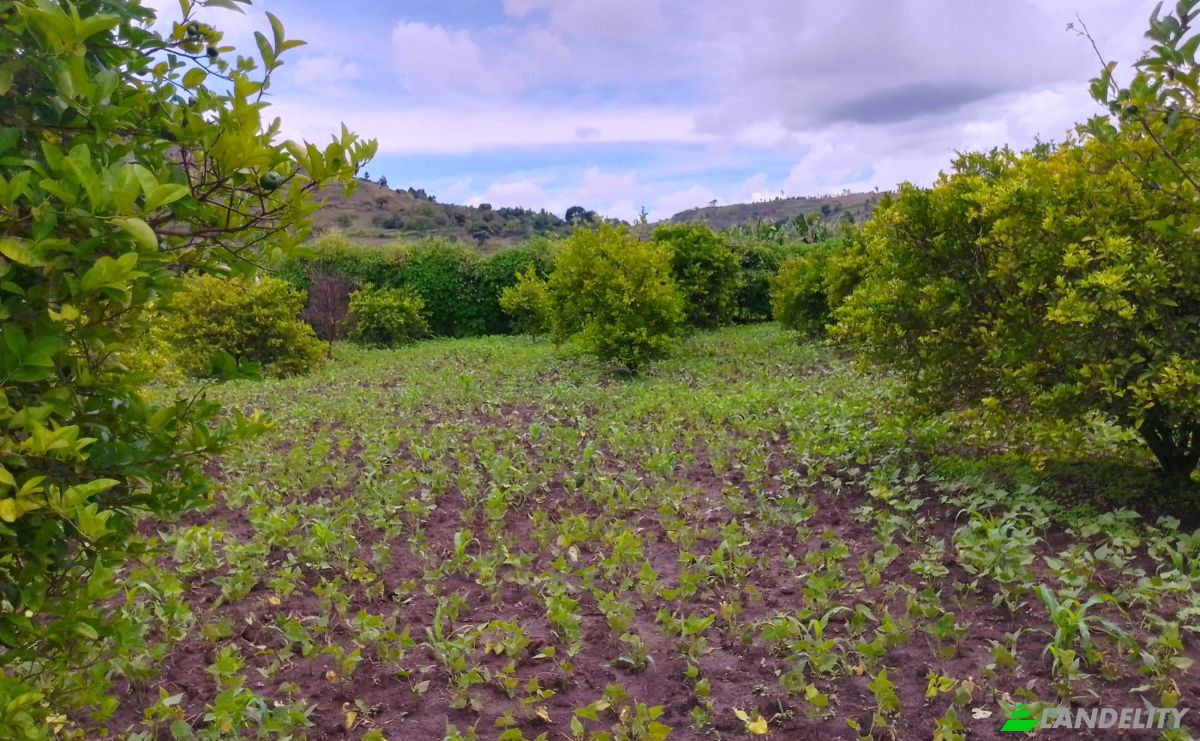 Grundstück zu verkaufen Ampefy, Soavinandriana, Itasy, Madagascar. Foto 2