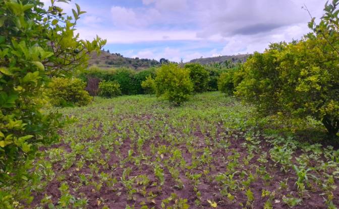 Land Lot for Sale - Ampefy, Madagascar