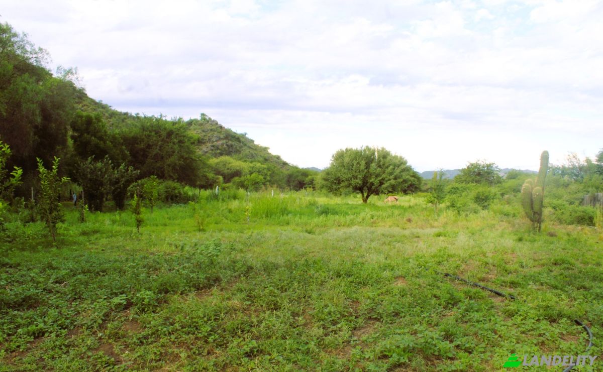 Farm/Ranch for Sale Las Juntas, Valle Fertil Department, San Juan Province, Argentina. Photo 17
