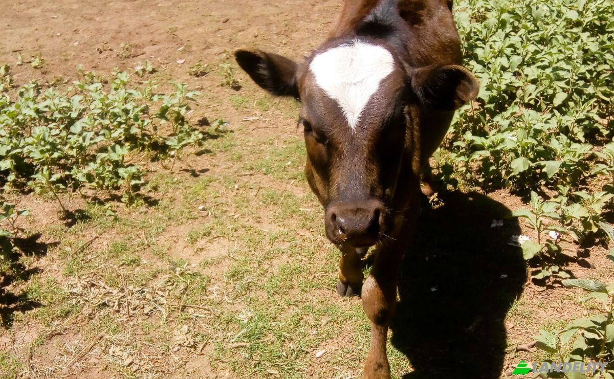 Farm/Ranch for Sale Las Juntas, Valle Fertil Department, San Juan Province, Argentina. Photo 2