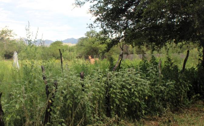 Farm/Ranch for Sale Las Juntas. Photo#4 Farm/Ranch for Sale Las Juntas. Photo#4