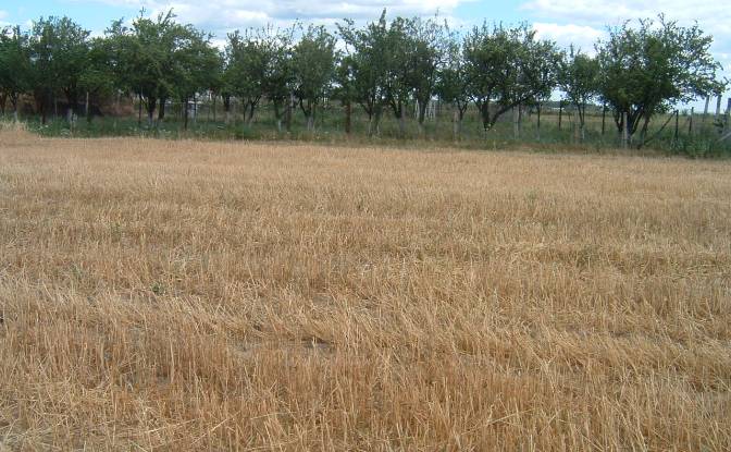 Land Lot for Sale DC40 355, 137120 Bungetu. Photo#2 Land Lot for Sale DC40 355, 137120 Bungetu. Photo#2