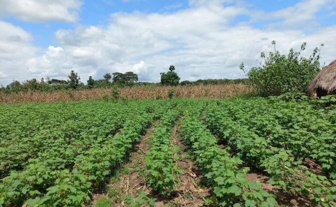 Land Lot for Sale Route Sans Nom, Alati, Haho. Photo#12 Land Lot for Sale Route Sans Nom, Alati, Haho. Photo#12