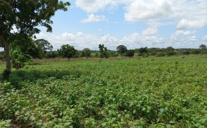 Land Lot for Sale Route Sans Nom, Alati, Haho. Photo#13 Land Lot for Sale Route Sans Nom, Alati, Haho. Photo#13