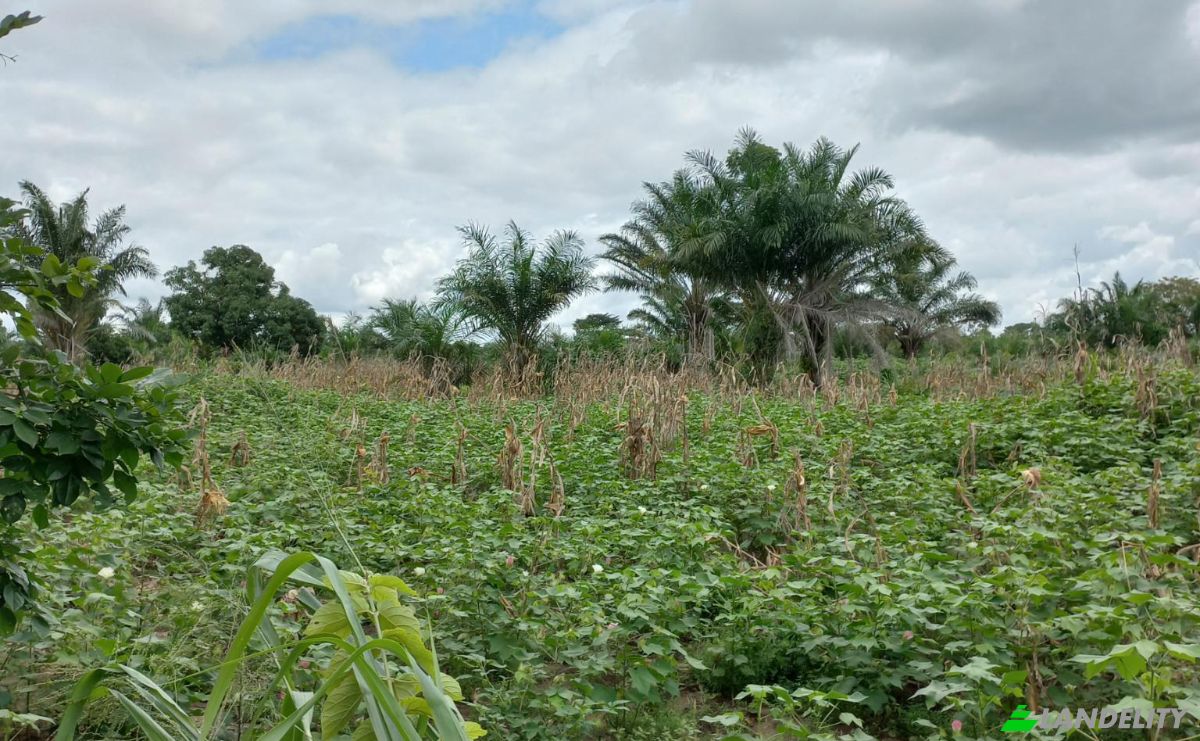 Land Lot for Sale Route Sans Nom, Alati, Haho, Plateaux Region, Togo. Photo 5