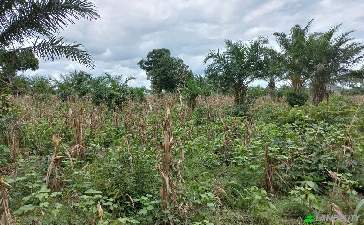 Land Lot for Sale Route Sans Nom, Alati, Haho, Plateaux Region, Togo. Photo 7