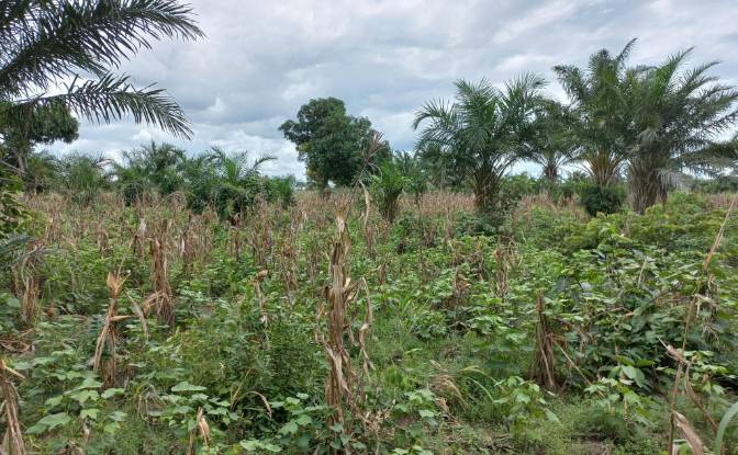 Land Lot for Sale Route Sans Nom, Alati, Haho. Photo#7 Land Lot for Sale Route Sans Nom, Alati, Haho. Photo#7