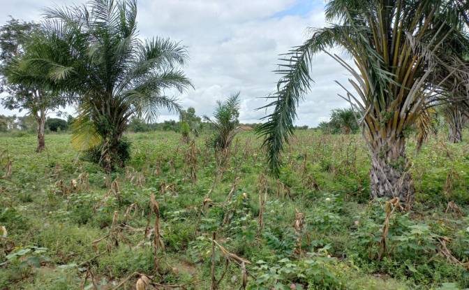 Land Lot for Sale Route Sans Nom, Alati, Haho. Photo#8 Land Lot for Sale Route Sans Nom, Alati, Haho. Photo#8