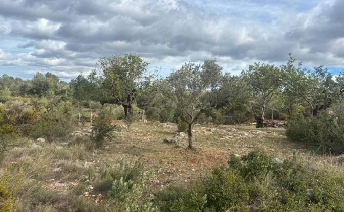 Land Lot for Sale Placa Poligono, Chella, Valencia. Photo#7 Land Lot for Sale Placa Poligono, Chella, Valencia. Photo#7