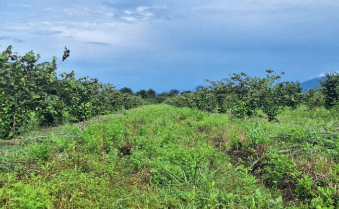 Lote de terreno para alugar Abasha-Gaghma. foto#4