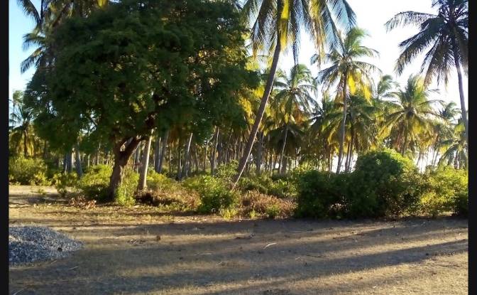Investing/Development for Sale Jibondo, Kua, Mafia. Photo#6 Investing/Development for Sale Jibondo, Kua, Mafia. Photo#6